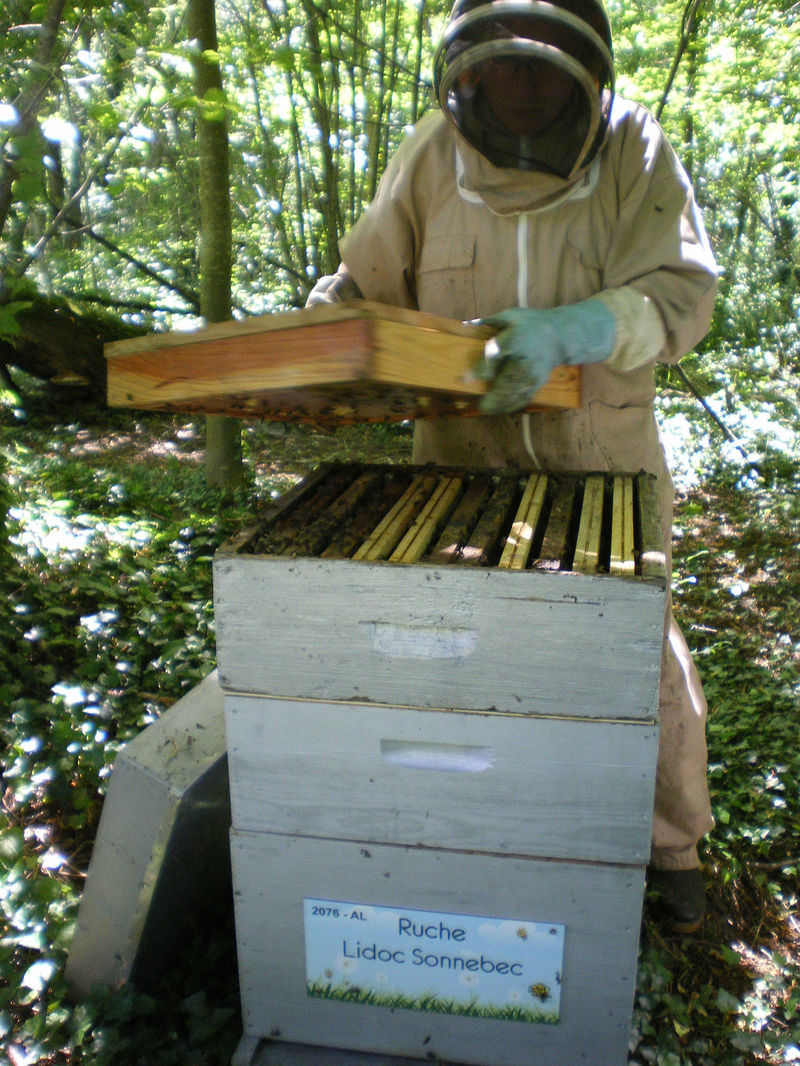 La ruche Lidoc Sonnebec